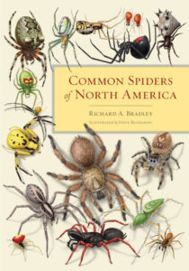 A Guide to House and Garden Spiders by Lawrence Bee