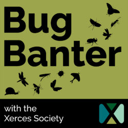 Bug Banter podcast